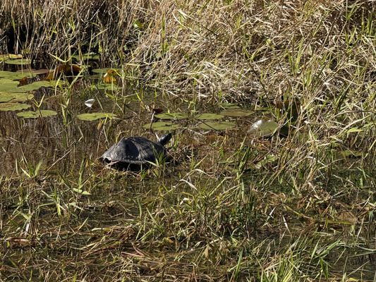 Okefenokee Swamp Park by null