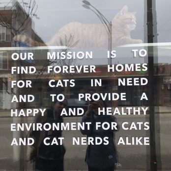 The Catcade - On the window outside - Animal Shelters Near Me - Chicago, Illinois