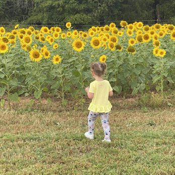 Messick's Farm Market - Farmers Market Near Me - Bealeton, Virginia