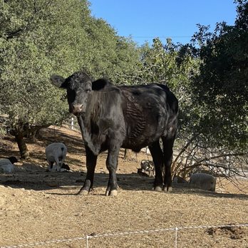 Dora Dain Wines - a black cow standing in a field - Wine Tasting Room Near Me - Lincoln, California Dora Dain Wines - a black cow standing in a field - Wine Tasting Room Near Me - Lincoln, California