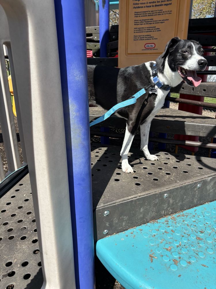 The Pit Chic - pet boarding facility in Tonawanda, NY