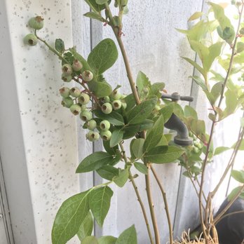 Park Seed - Blue berry plants that arrived today - Home & Garden Near Me - Greenwood, South Carolina Park Seed - Blue berry plants that arrived today - Home & Garden Near Me - Greenwood, South Carolina