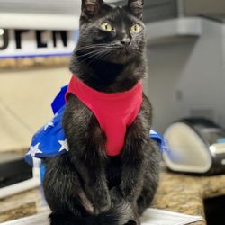 Animal Emergency of Pasco