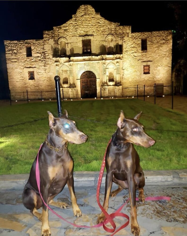 Knine Training - pet boarding facility in Mico, TX