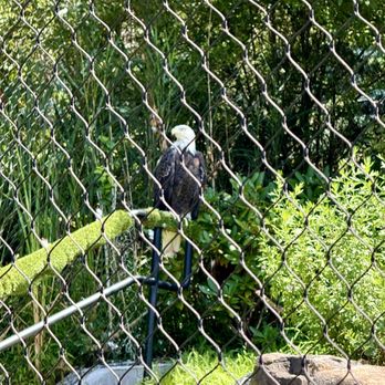 Essex County Turtle Back Zoo - Bald Eagle - Zoos Near Me - West Orange, New Jersey Essex County Turtle Back Zoo - Bald Eagle - Zoos Near Me - West Orange, New Jersey