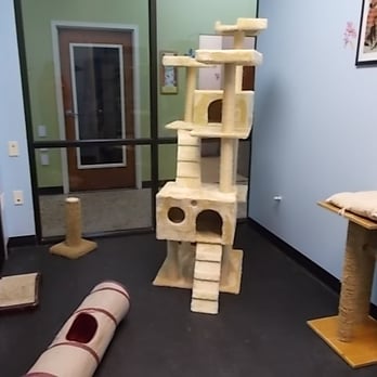 At Home Veterinary Care Pet Sitting 1833 Junwin Ct Tallahassee Fl Phone Number Yelp