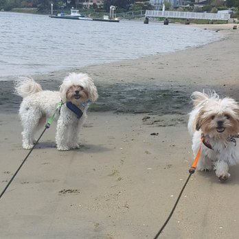 Oh Happy Dog! - Dog Walkers Near Me Oh Happy Dog! - Dog Walkers Near Me