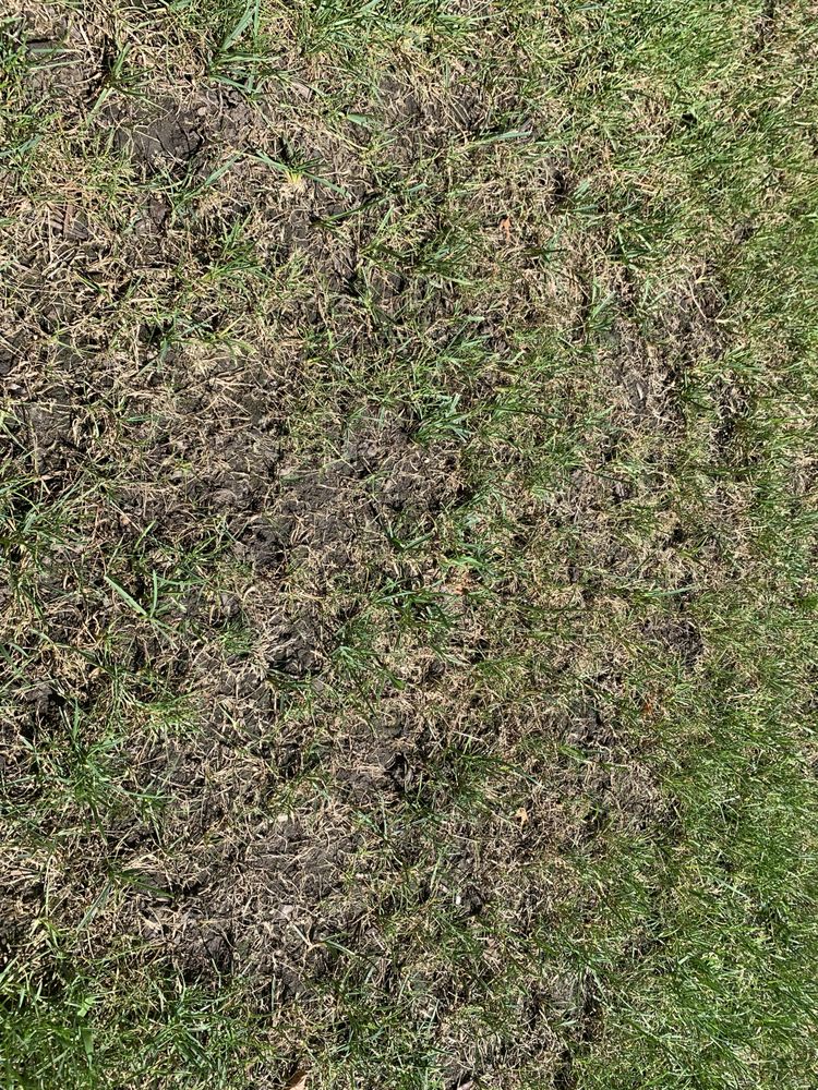 SpringGreen - tree service in Cedar Rapids, IA