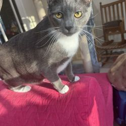 Cedar Hill Animal Sanctuary - This is Remi, a domestic cat with calici virus.