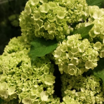 The Fresh Market - Gorgeous viburnum - Grocery Near Me - Winter Springs, Florida The Fresh Market - Gorgeous viburnum - Grocery Near Me - Winter Springs, Florida