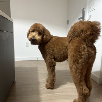 Beachside Bubbles Mobile Dog Grooming - Teddy bear look - Pet Groomers Near Me