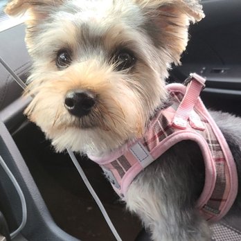 Claudia's Coiffeur Le' Petite - After - Pet Groomers Near Me - Castro Valley, California Claudia's Coiffeur Le' Petite - After - Pet Groomers Near Me - Castro Valley, California