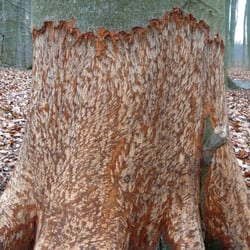 Laufpark Am Lübbesee - Biber