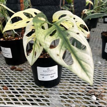 Perfect Choice Nursery - Nurseries & Gardening Near Me - Southwest Ranches, Florida Perfect Choice Nursery - Nurseries & Gardening Near Me - Southwest Ranches, Florida