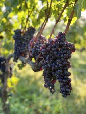 Penns Woods Winery by null