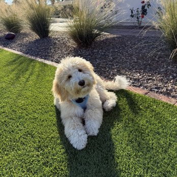 Oasis Bernedoodles - Churro hanging in the front yard - Pet Breeders Near Me