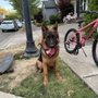 Photo of University K9