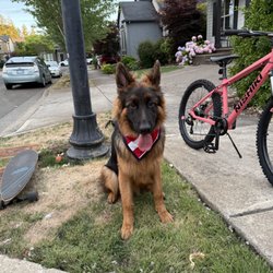 University K9 - Hi I'm Red