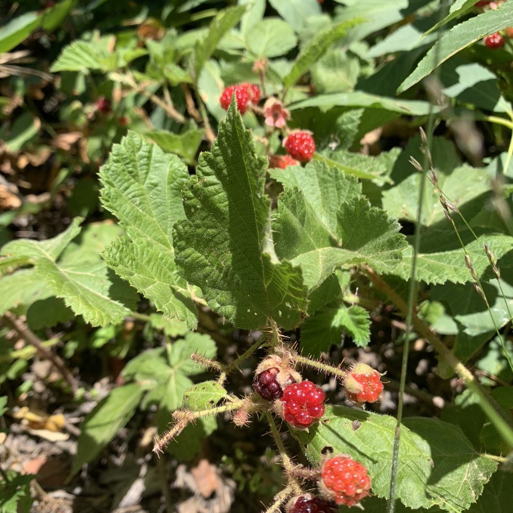Thornewood Preserve - Wild berries. Schilling Lake 5-29-21 - Parks Near Me - Woodside, California Thornewood Preserve - Wild berries. Schilling Lake 5-29-21 - Parks Near Me - Woodside, California