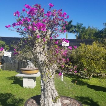 Wigert's Bonsai - Nurseries & Gardening Near Me - North Fort Myers, Florida Wigert's Bonsai - Nurseries & Gardening Near Me - North Fort Myers, Florida