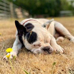 Award Home Loans of Roseburg - Mo Handsome my faithful Frenchie