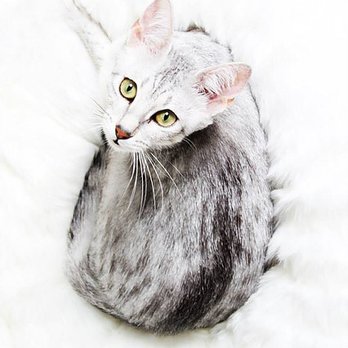 Captured Photography - Perrrfect - Pet Photography Near Me