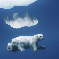 C. Parker Gallery - Paul Nicklen