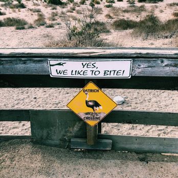 Ostrichland USA - yes, they do bite! - Attraction Farms Near Me - Solvang, California