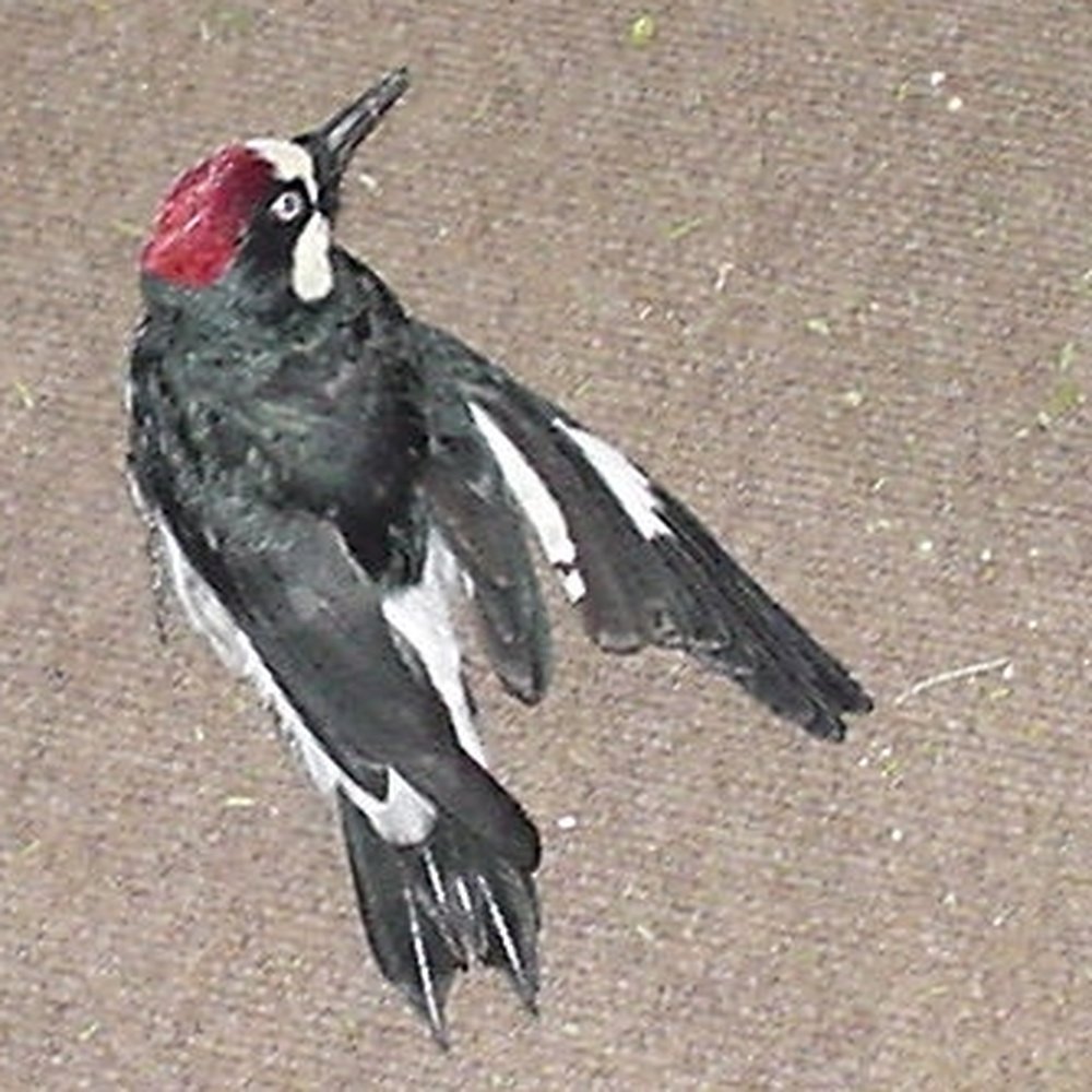 Mountain Aire Veterinary Hospital - Red, The woodpecker I saved. - Veterinarians Near Me - Lebec, California Mountain Aire Veterinary Hospital - Red, The woodpecker I saved. - Veterinarians Near Me - Lebec, California