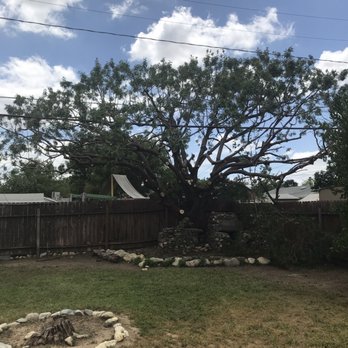 Empire Tree Service - After shaping and trimming! - Tree Services Near Me - Upland, California Empire Tree Service - After shaping and trimming! - Tree Services Near Me - Upland, California
