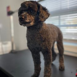 Lili’s Dog Grooming