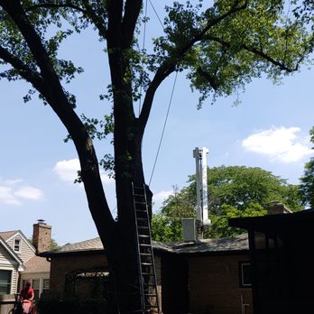 Progressive Tree Service - Almost done! - Tree Services Near Me - Evanston, Illinois Progressive Tree Service - Almost done! - Tree Services Near Me - Evanston, Illinois