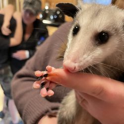Hochatown Rescue center and petting zoo