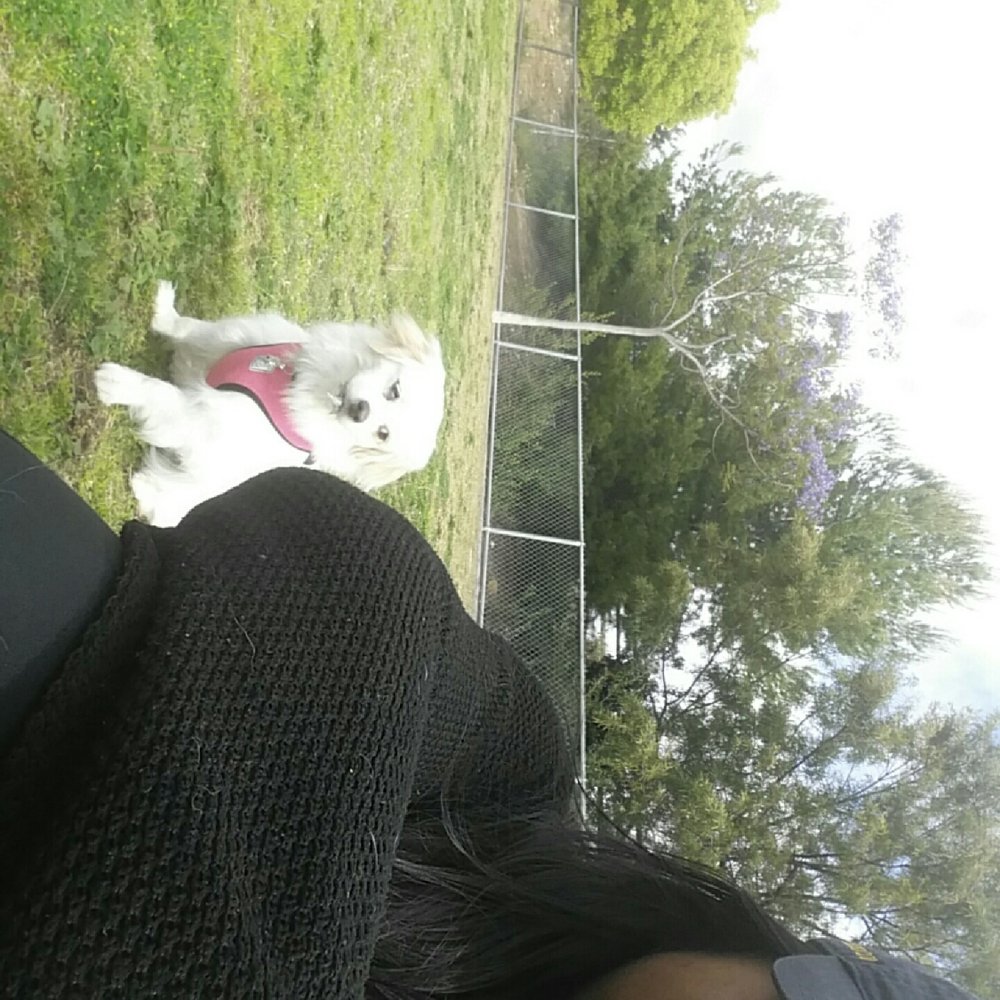 Mount San Miguel Park - We love the larger park! More room to run! - Dog Parks Near Me - Chula Vista, California Mount San Miguel Park - We love the larger park! More room to run! - Dog Parks Near Me - Chula Vista, California