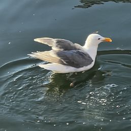 Sam the Seagull Sam the Seagull