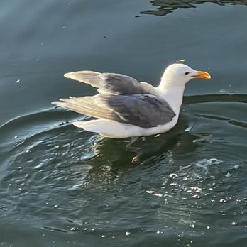 Red Fish Blue Fish - Sam the Seagull - Fish & Chips Near Me - Victoria, British Columbia Red Fish Blue Fish - Sam the Seagull - Fish & Chips Near Me - Victoria, British Columbia