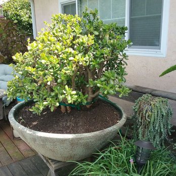 Pottery Paradise - This is just one of many pots that I have gotten from Pottery Paradise - Home & Garden Near Me - Vacaville, California Pottery Paradise - This is just one of many pots that I have gotten from Pottery Paradise - Home & Garden Near Me - Vacaville, California
