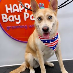 Happy Bay Paws