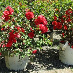 Capelli Farms - Flowering Quince