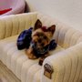 Photo of House Of Grooming