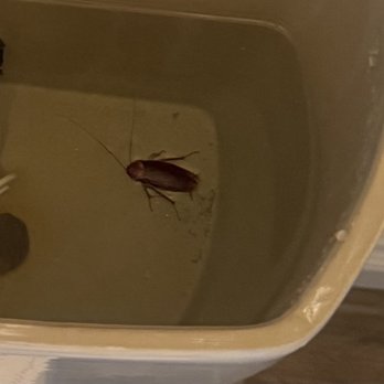 Las Vegas Pest Control - Pest Control Near Me - Henderson, Nevada Las Vegas Pest Control - Pest Control Near Me - Henderson, Nevada