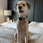 Photo of Zen Grooming LLC