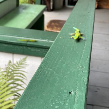 Laupahoehoe Train Museum - Lizards all around. Cute. - Museums Near Me - Laupahoehoe, Hawaii