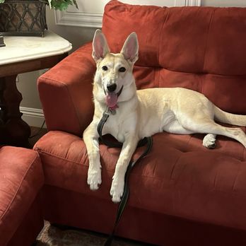 Sit Means Sit San Gabriel Valley - Pet Training Near Me - Glendora, California Sit Means Sit San Gabriel Valley - Pet Training Near Me - Glendora, California