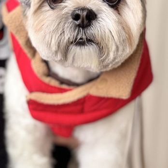 Napa Natural Dog Co. - Gizmo is happy, with his fresh cut from Napa Natural Co.! - Pet Groomers Near Me - Vallejo, California Napa Natural Dog Co. - Gizmo is happy, with his fresh cut from Napa Natural Co.! - Pet Groomers Near Me - Vallejo, California