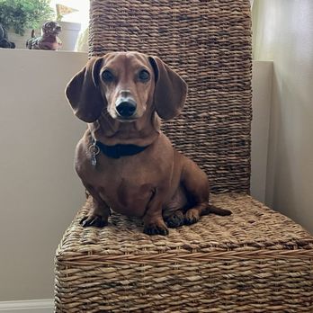 DashHound Grooming - Family dog, Waylon, 5yo red-haired male dachshund. - Pet Groomers Near Me - Bakersfield, California DashHound Grooming - Family dog, Waylon, 5yo red-haired male dachshund. - Pet Groomers Near Me - Bakersfield, California