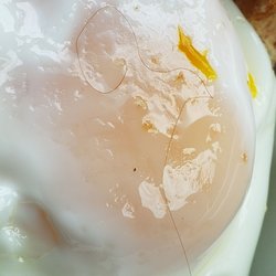 Darosa - Do you like hair on your eggs? This is the place to go eat