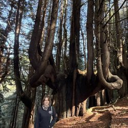 Enchanted Forest