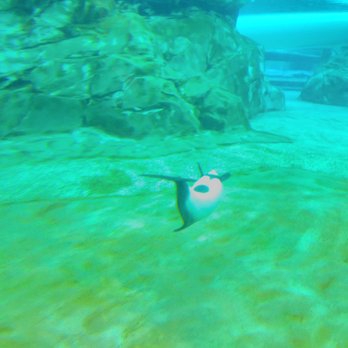 Aquatica Orlando - Water park - Water Parks Near Me - Orlando, Florida Aquatica Orlando - Water park - Water Parks Near Me - Orlando, Florida