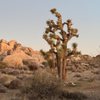 Joshua Tree National Park gift card